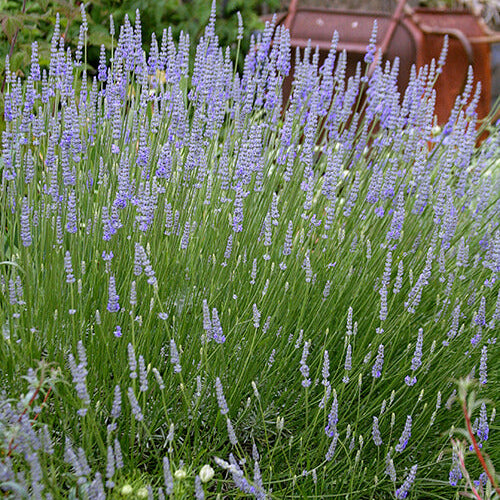 Provence Lavender Seeds