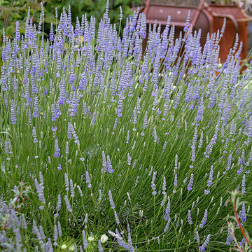 Provence Lavender Seeds