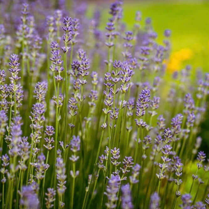 Provence Lavender Seeds