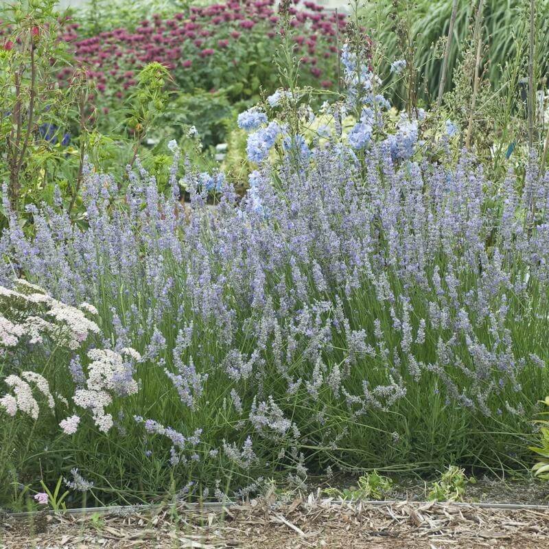 Provence Lavender Seeds