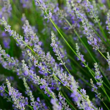 Provence Lavender Seeds