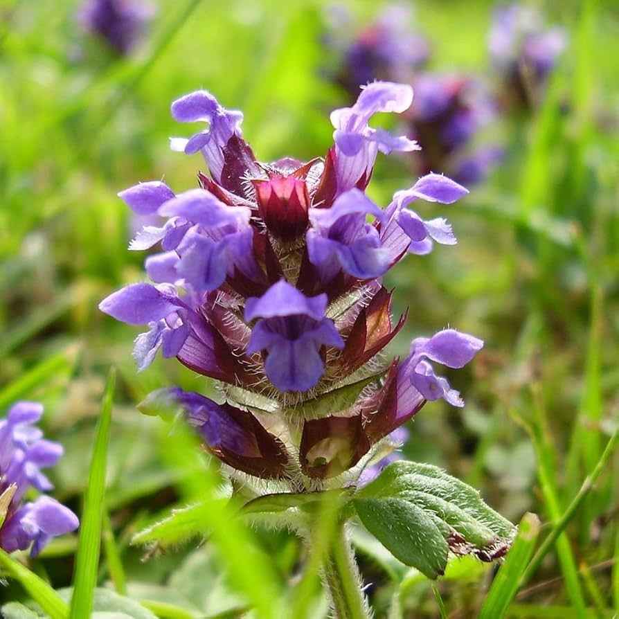 Prunella Vulgaris Seeds | Garden Flower Herb Seeds