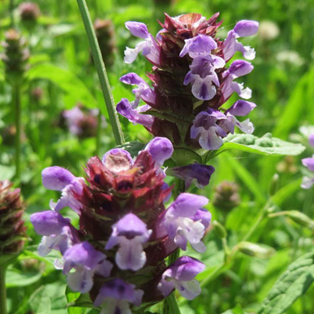 Prunella Vulgaris Seeds