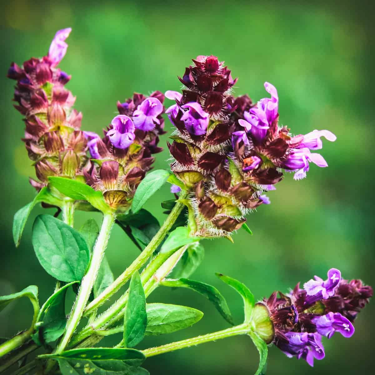 Prunella Vulgaris Seeds