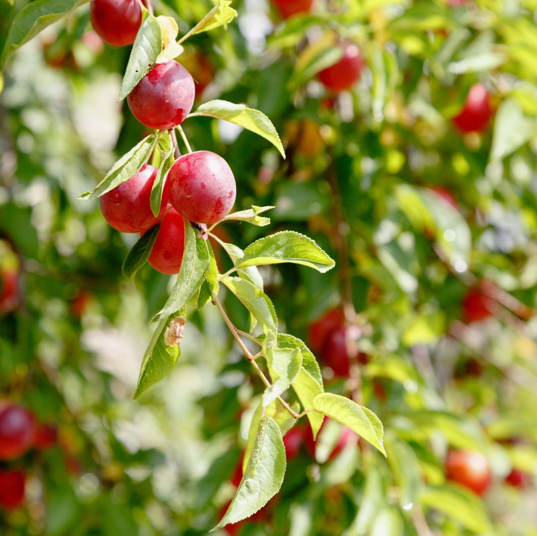 Prunus Cerasifera Plum Seeds