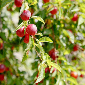 Prunus Cerasifera Plum Seeds