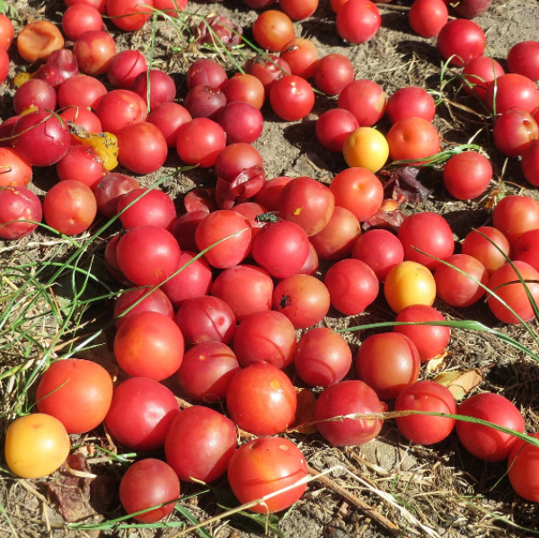 Prunus Cerasifera Plum Seeds