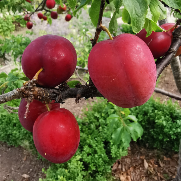 Prunus Cerasifera Plum Seeds