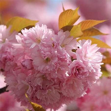 Prunus serrulata Seeds – Japanese