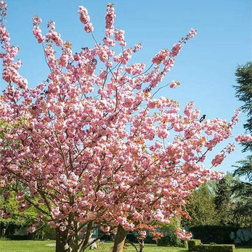 Prunus serrulata Seeds – Japanese