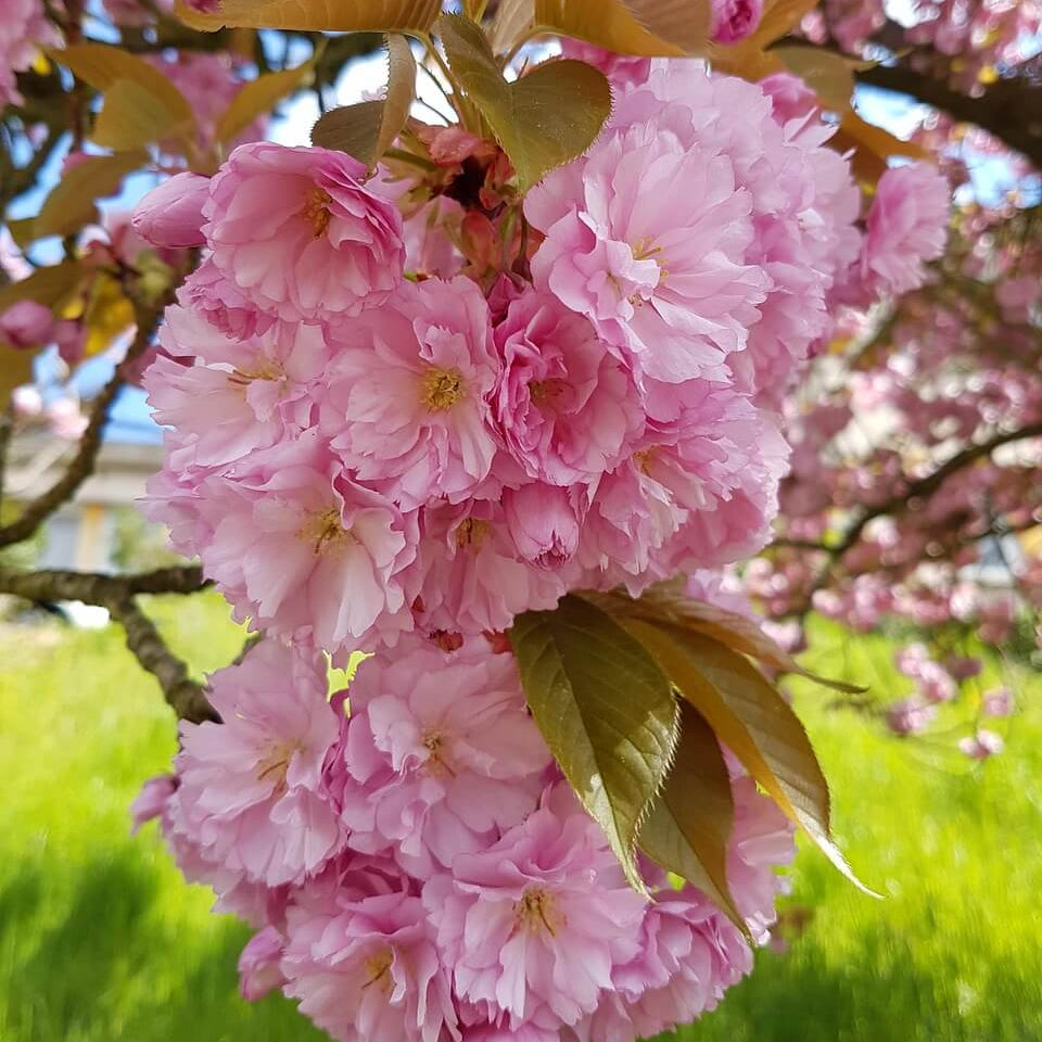 Prunus serrulata Seeds – Japanese