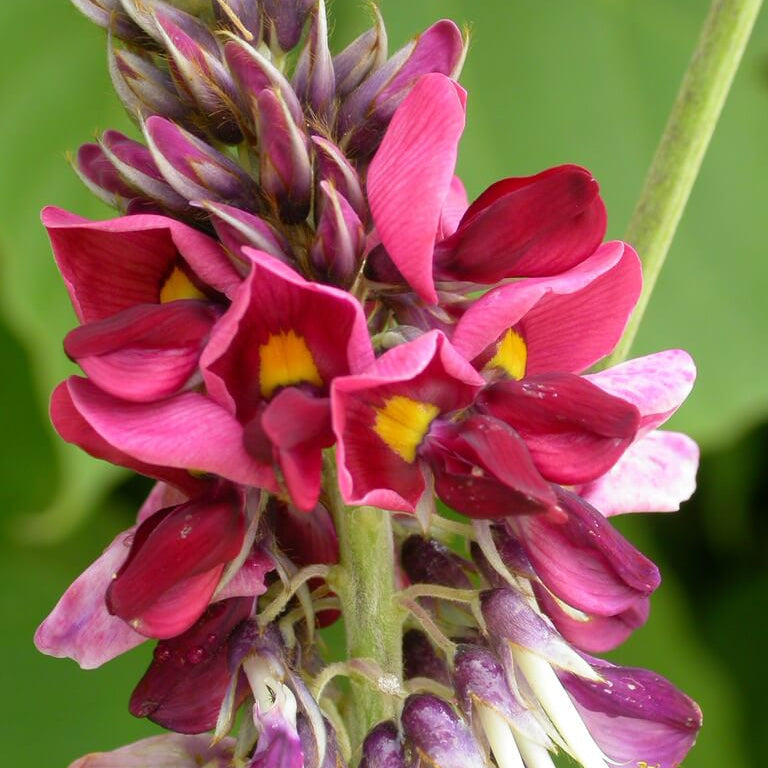 Pueraria Lobata Kudzu Seeds 