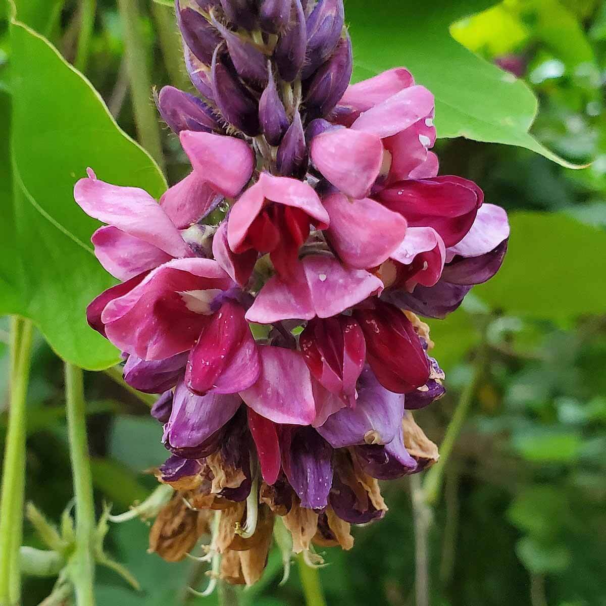 Pueraria Lobata Kudzu Seeds 
