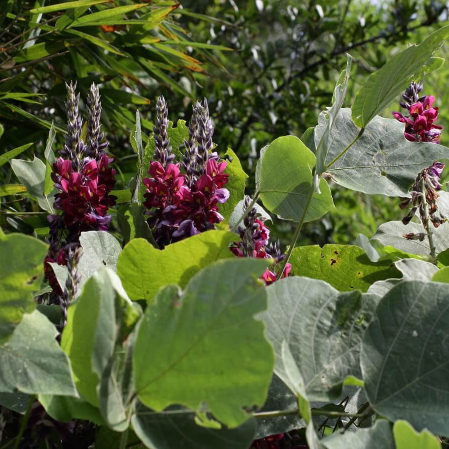 Pueraria Lobata Kudzu Seeds 