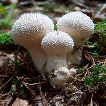 Puffball Mushroom Spawn