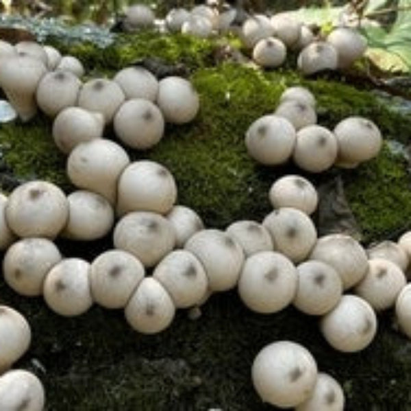 Puffball Mushroom Spawn