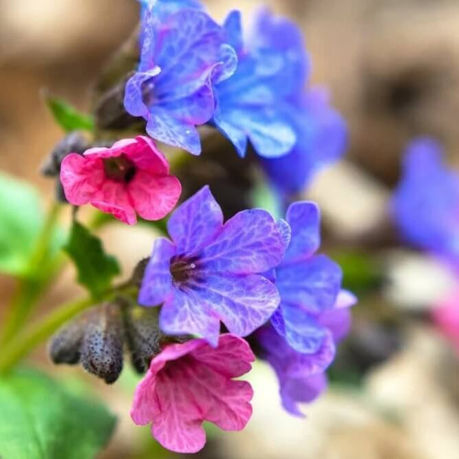 Pulmonaria Lungwort Seeds - Flower Plant