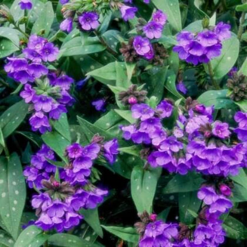 Pulmonaria Lungwort Seeds - Flower Plant