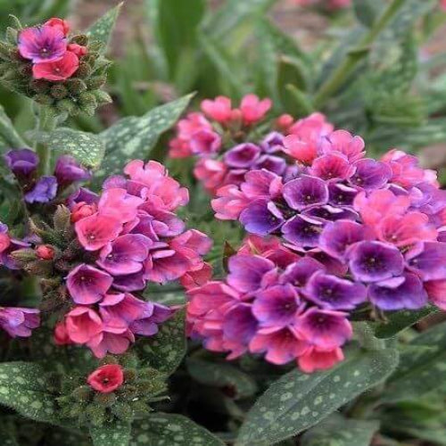 Pulmonaria Lungwort Seeds - Flower Plant