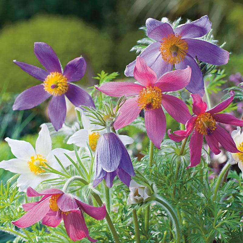 Pulsatilla Vulgaris Seeds - Flower Plant