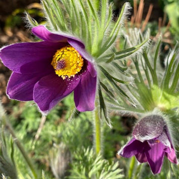 Pulsatilla Vulgaris Seeds - Flower Plant