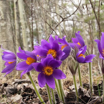 Pulsatilla Vulgaris Seeds - Flower Plant