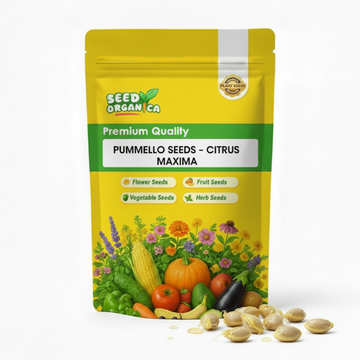 Pummello Seeds - Citrus Maxima