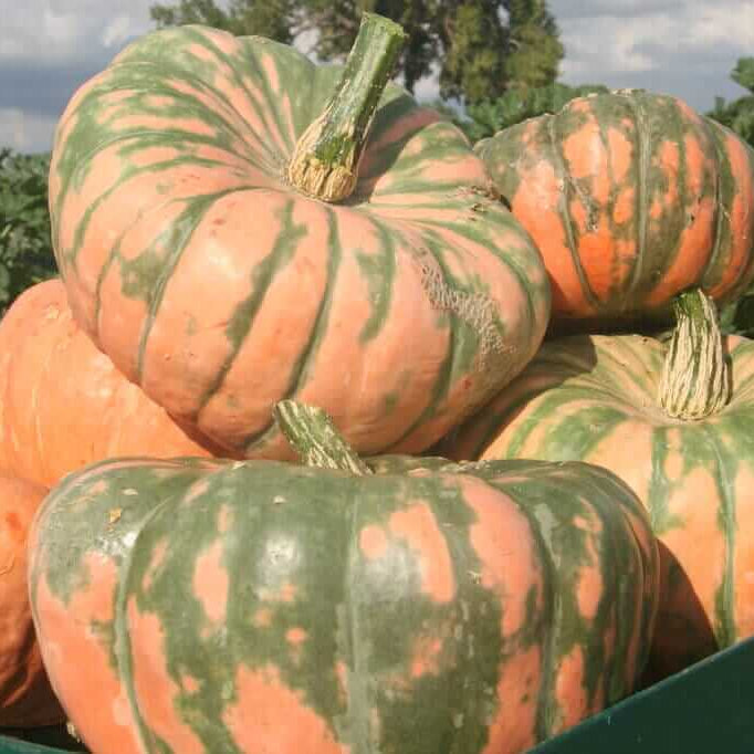 Pumpkin Seeds – Speckled Hound