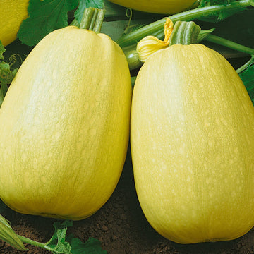 Pumpkin Seeds – Almond Spaghetti