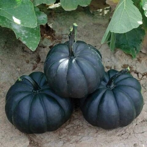 Pumpkin Seeds – Black