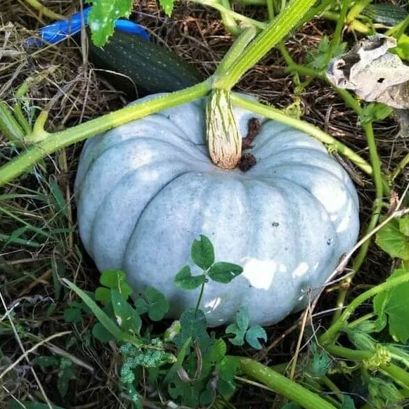 Pumpkin Seeds – Blue Moon