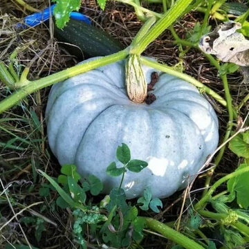Pumpkin Seeds – Blue Moon