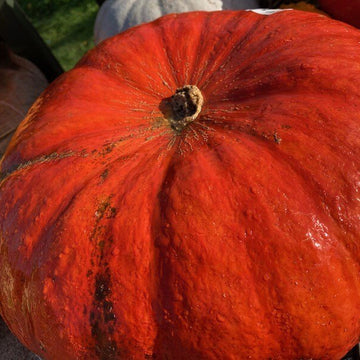 Pumpkin Seeds – Bright Red 