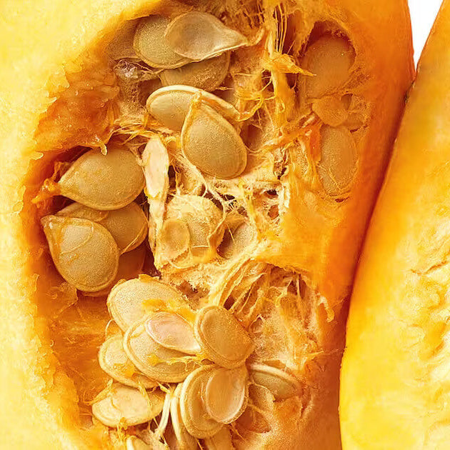 Pumpkin Seeds – Cucurbita Pepo