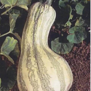 Pumpkin Seeds – Cushaw 