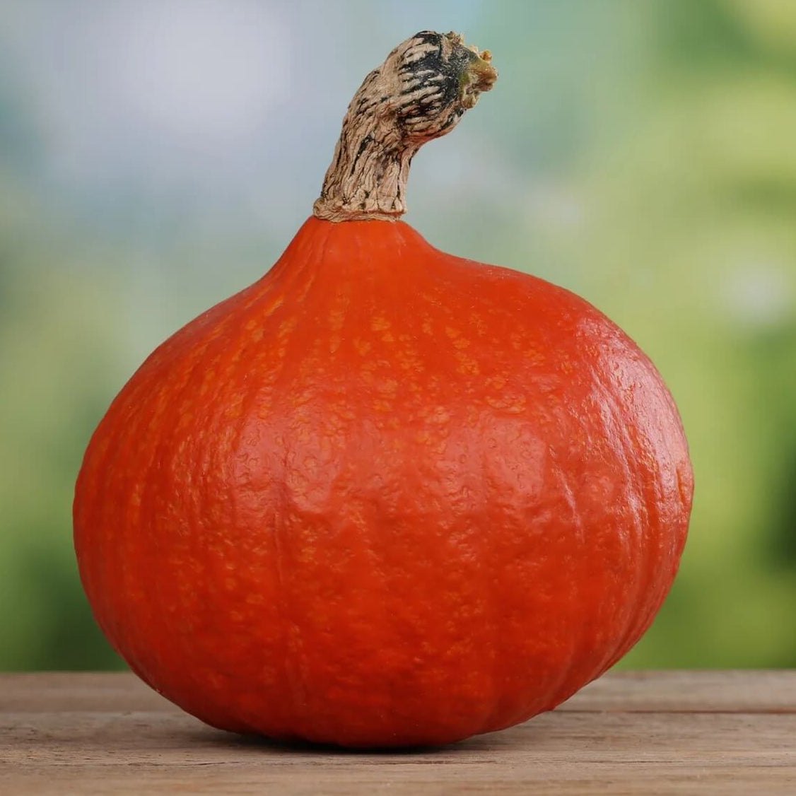 Pumpkin Seeds – Hokkaido Red Kuri