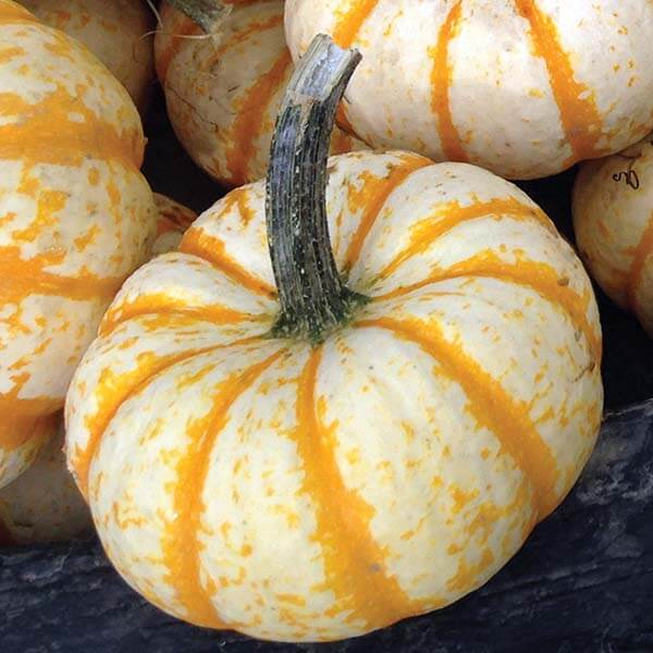 Pumpkin Seeds – Lil' Pump Ke Mo 