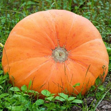 Pumpkin Seeds – Mammoth Gold