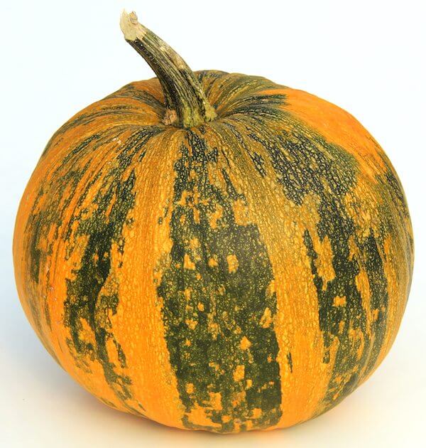 Pumpkin Seeds – Multi-Colored