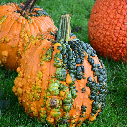 Pumpkin Seeds – Orange Knucklehead 