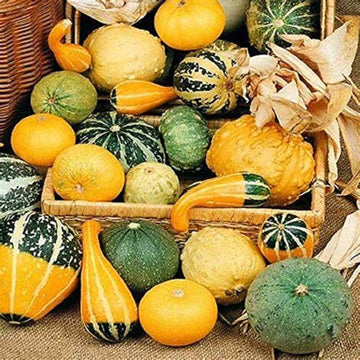 Pumpkin Seeds – Ornamental Mix