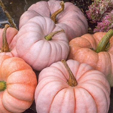 Pumpkin Seeds – Pink