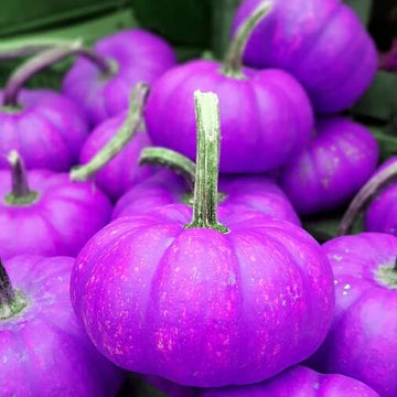 Pumpkin Seeds – Purple