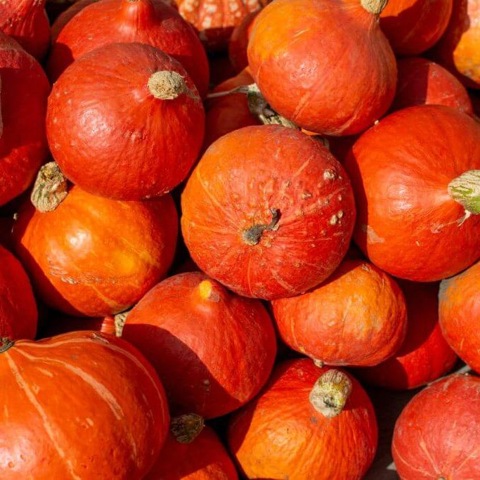 Pumpkin Seeds – Red 