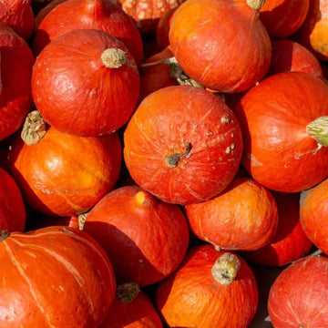 Pumpkin Seeds – Red 
