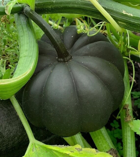 Pumpkin Seeds – Black