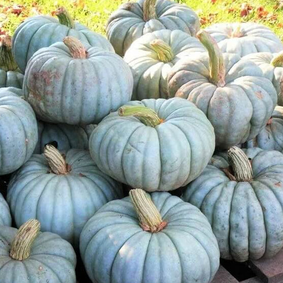 Pumpkin Seeds – Blue Moon