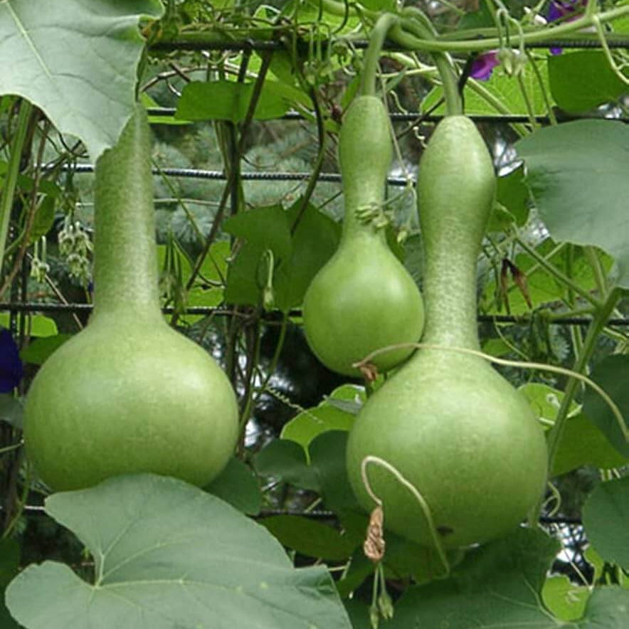 Pumpkin Seeds – Bottle 