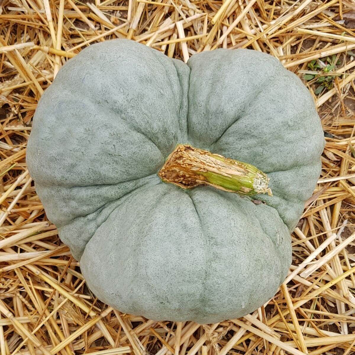 Pumpkin Seeds – Gray Triamble