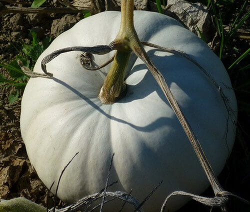 Pumpkin Seeds – White